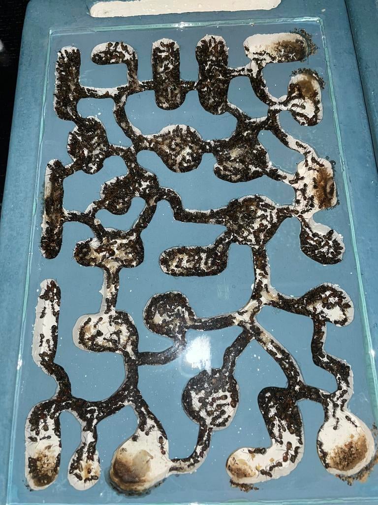 Camponotus Nicobarensis Asie, Divers, Divers Autre, Enlèvement