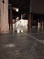 Super lief konijntje met toebehoren, Mâle, Taille moyenne, Oreilles tombantes, 0 à 2 ans