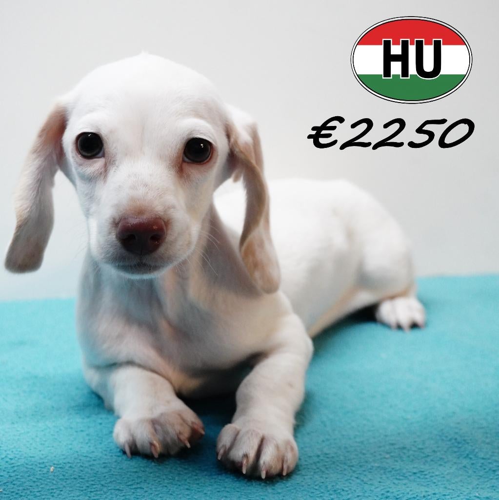 Teckel à poil court (mâle) à vendre, 15 semaines à 1 an, Poils courts, Chien (mâle), Hépatite contagieuse (maladie de Rubarth)