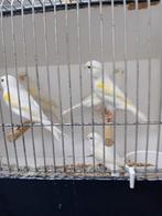 Kanaries mooien groote gezonde vogels, Dieren en Toebehoren, Ophalen