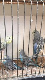 Grasparkieten, Dieren en Toebehoren, Vogels | Parkieten en Papegaaien, Parkiet