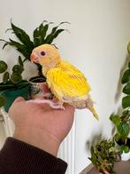 Halsbandpariketen baby, Dieren en Toebehoren, Vogels | Parkieten en Papegaaien
