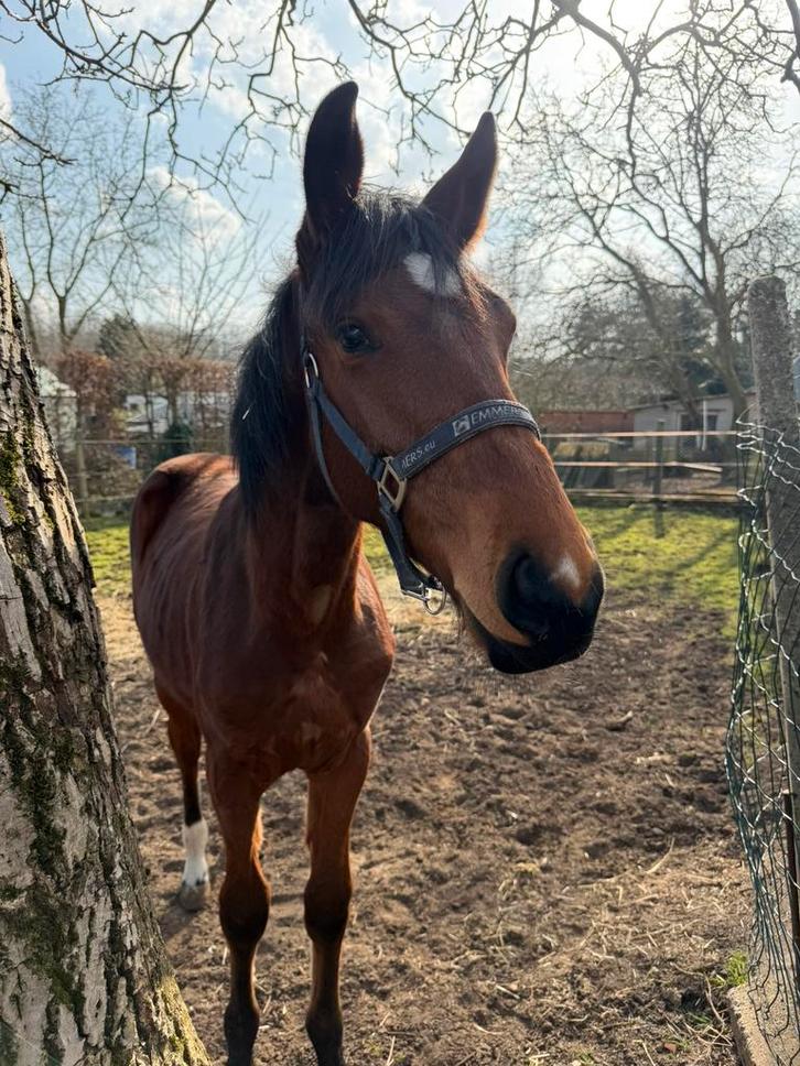 Comilfo plus Jaarling hengst, Animaux & Accessoires, Chevaux, Étalon, Z, Moins de 160 cm, 0 à 2 ans, Cheval de saut, Avec pedigree