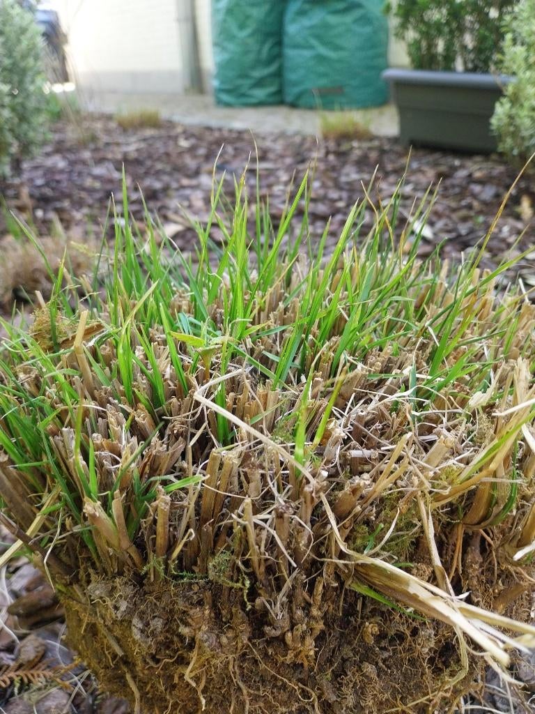 graminées ornementales gratuites Pennisetum hameln, Jardin & Terrasse, Automne, Plein soleil, Enlèvement, Graminées ornementales