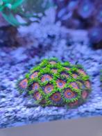 Paquet Zoanthus, Enlèvement