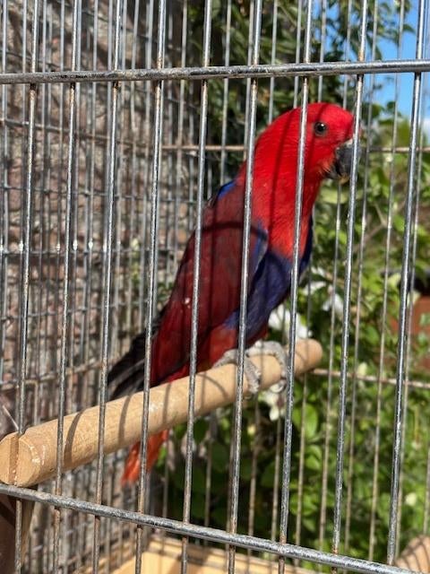 Edelpapegaai, Femelle, Perroquet, Domestique