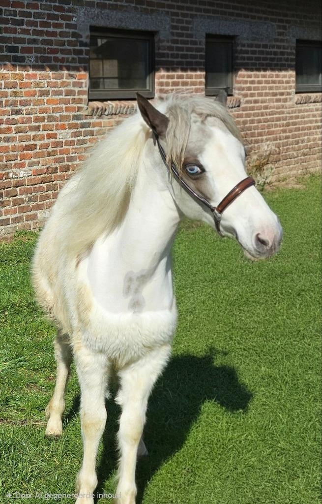 BMP minipaard hengstje., Dieren en Toebehoren, Paarden, Hengst, Met stamboom, 0 tot 2 jaar