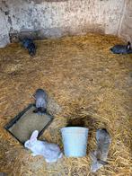 Duitse vlaamse reuzen, Dieren en Toebehoren, Konijnen