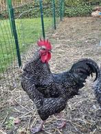 Haan, Dieren en Toebehoren, September, Mannelijk