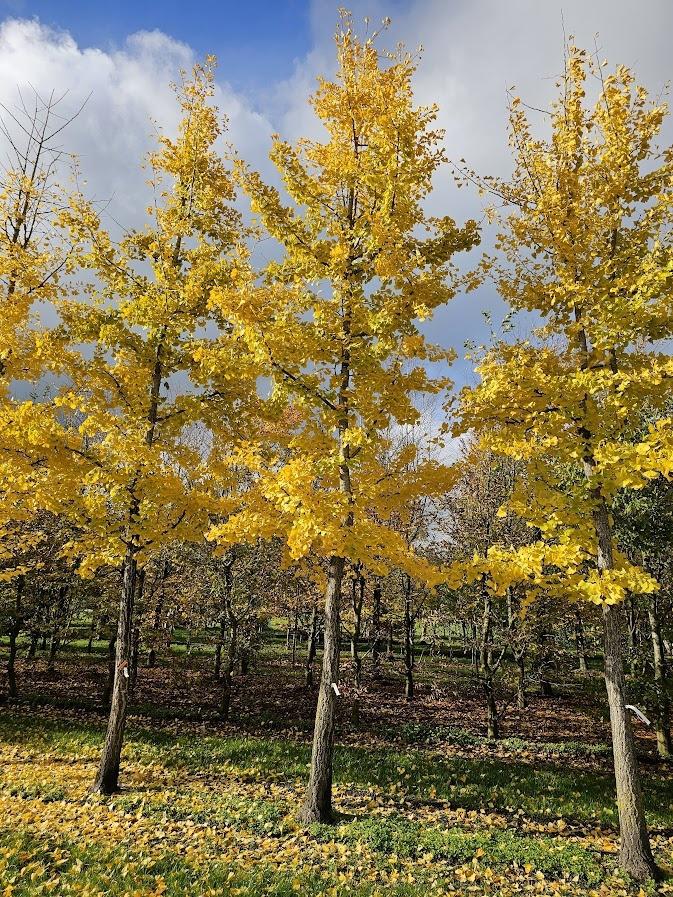 Ginkgo biloba - Japanse notenboom, Tuin en Terras, Bloeit niet, Halfschaduw, 100 tot 250 cm, Zuilboom