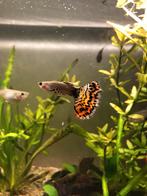 Guppy's, Poisson, Poisson d'eau douce