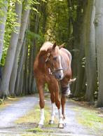 12j toffe allrounder, Animaux & Accessoires, Chevaux, 11 ans ou plus, 165 à 170 cm, Cheval de saut, Hongre