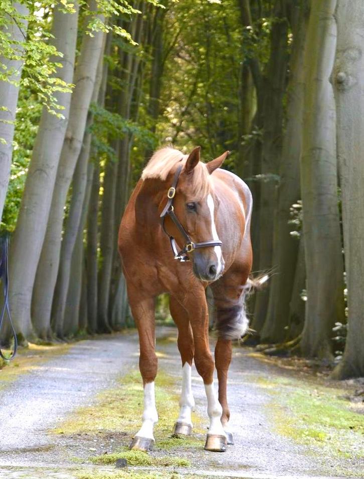 12j toffe allrounder, Animaux & Accessoires, Chevaux, Hongre, 165 à 170 cm, 11 ans ou plus, Cheval de saut, Avec pedigree, Avec puce électronique