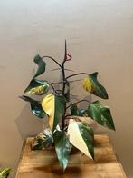 Philodendron Strawberry Shake, Huis en Inrichting, Kamerplanten, Ophalen of Verzenden