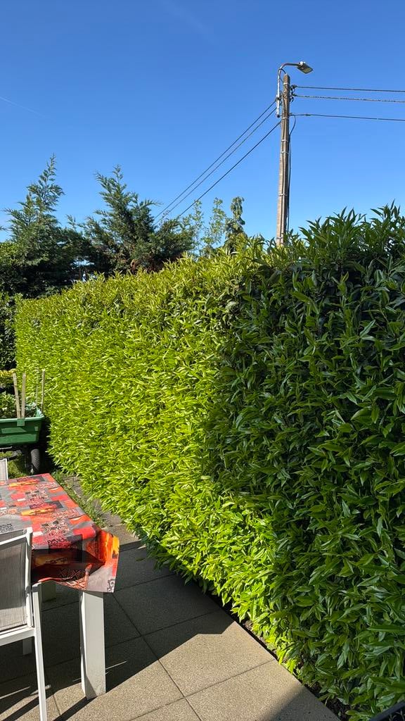 Haie de lauriers portugaise gratuite, Jardin & Terrasse, Enlèvement