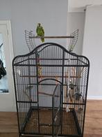 Papegaai amazone, Enlèvement