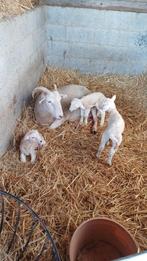 Mouton Wiltshire Horn, Animaux & Accessoires