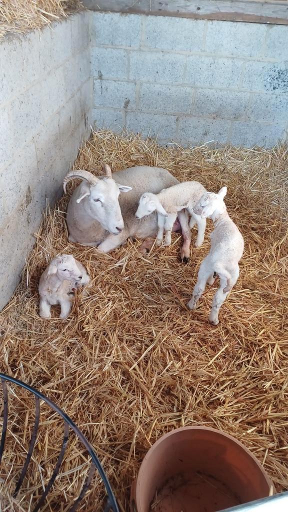 Mouton Wiltshire Horn, Animaux & Accessoires, Moutons, Chèvres & Cochons