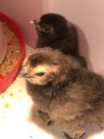 Eendagskuikens, Dieren en Toebehoren, Pluimvee, Geslacht onbekend, Kip