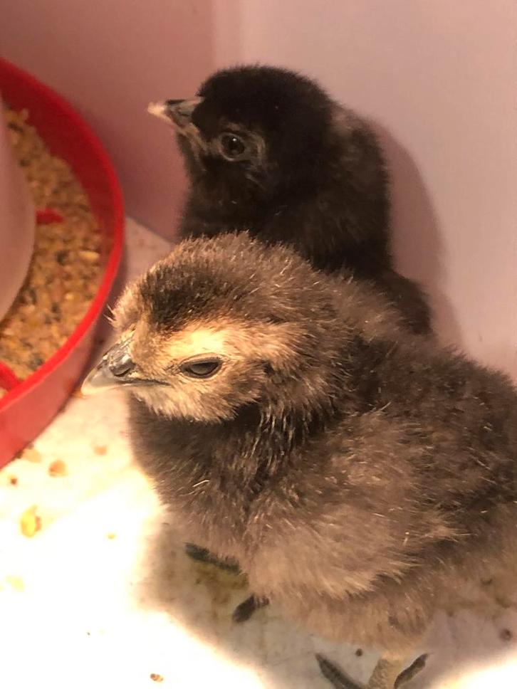 Eendagskuikens, Animaux & Accessoires, Volatiles, Poule ou poulet, Sexe inconnu