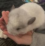 Verschrillende aparte kleuren chinchilla’s kleintjes, Chinchilla, Domestique, Janvier, Plusieurs animaux