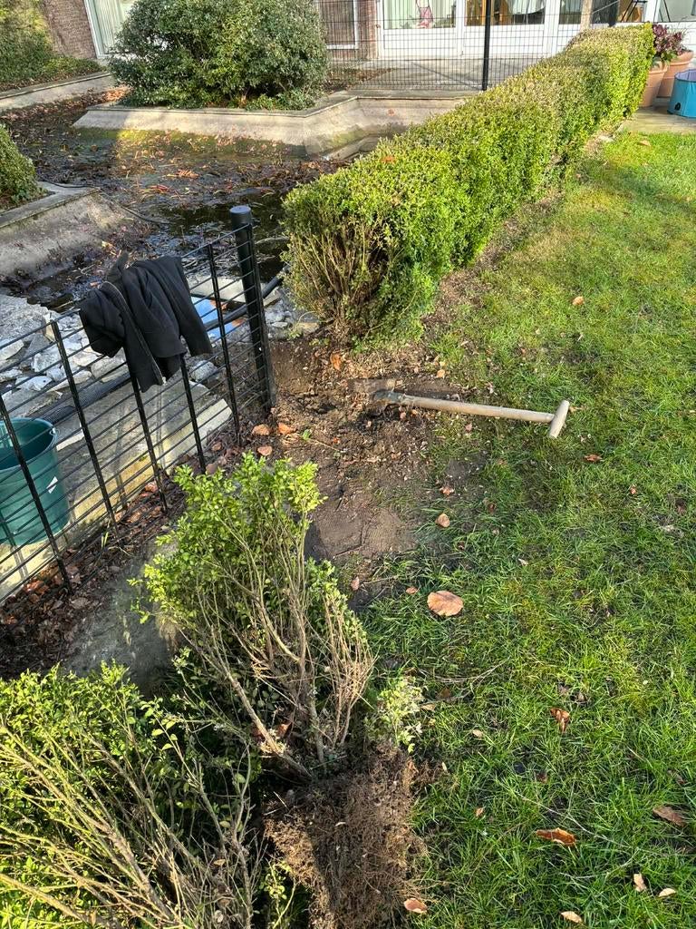 6m buxus met wortel - gratis op te halen, Tuin en Terras, Ophalen, Buxus