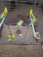 Lot de 10 perruches ondulées, Dieren en Toebehoren, Meerdere dieren, Parkiet, Geringd