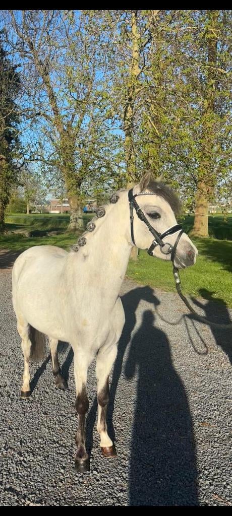 Welsh pony merrie, Dieren en Toebehoren, Merrie, Met stamboom, 3 tot 6 jaar, B pony (1.17m tot 1.27m)