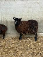 Zeer mooi jong dwerg schaapje ooitje, Dieren en Toebehoren, Vrouwelijk, Schaap