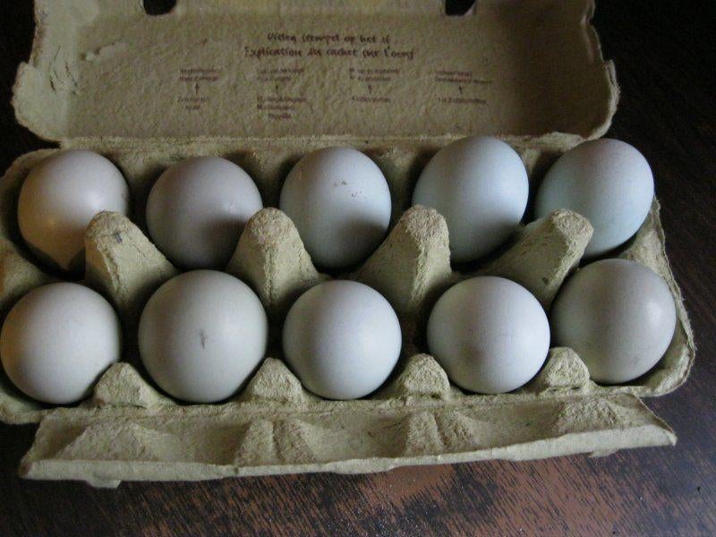 Araucana broedeieren, Poule ou poulet