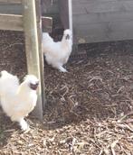 Witte Zijdehoen haantjes, Mannelijk, Kip