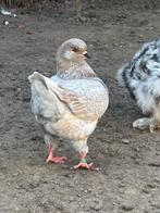 Te koop koppel king duiven kingduiven, Dieren en Toebehoren, Vogels | Duiven