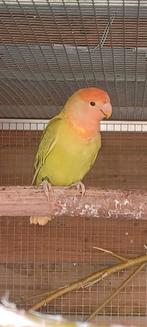 2 Agapornis Rosseicollis, Geslacht onbekend, Dwergpapegaai of Agapornis, Geringd