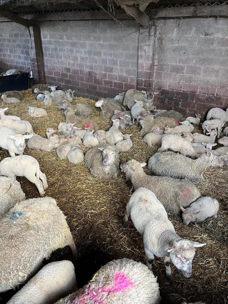 Brebis avec agneaux, Animaux & Accessoires, Moutons, Chèvres & Cochons, Mouton, Plusieurs animaux