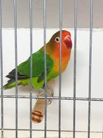 Ficherie, Dieren en Toebehoren, Vogels | Parkieten en Papegaaien