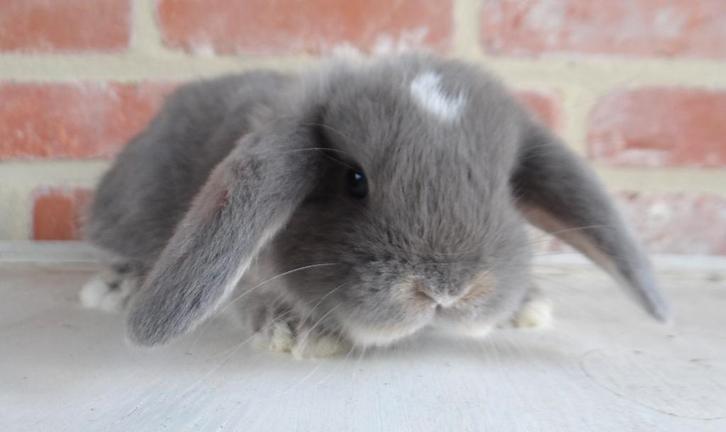 Nederlandse hangoor dwergkonijntjes - Gevaccineerd!, Animaux & Accessoires, Lapins, Nain, Plusieurs animaux, 0 à 2 ans, Oreilles tombantes