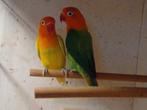 BEWEZEN KWEEKKOPPEL A. Fischeri (2), Dieren en Toebehoren, Vogels | Parkieten en Papegaaien