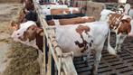 Roodbonte stier, Dieren en Toebehoren, Runderen, Mannelijk, 0 tot 2 jaar