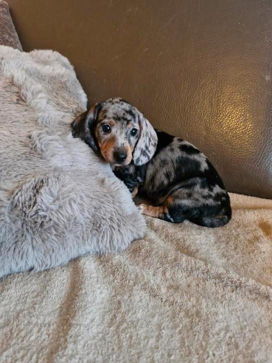 Teckel pups, Dieren en Toebehoren, Honden | Teckels en Dashonden, Meerdere dieren, Korthaar, Dwerg, Fokker | Hobbymatig, Meerdere