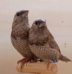 koppels bruin grijs geparelde meeuwtjes, Dieren en Toebehoren, Meerdere dieren, Tropenvogel, Tam