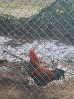 Haan, Dieren en Toebehoren, Mannelijk, Kip