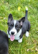 Welsh Corgi Cardigan pups - corgi pups - Belgische corgi pup