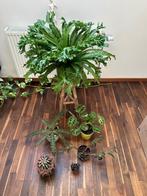 Lot de 6 plantes d’intérieur + 10 cache-pots inclus, Enlèvement, Autres espèces, En pot