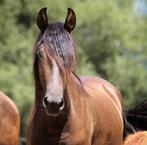 Super jument cherche DP. Mise au paire elevage  possible, Dieren en Toebehoren, Paarden, Merrie, Gechipt, Dressuurpaard, Zadelmak