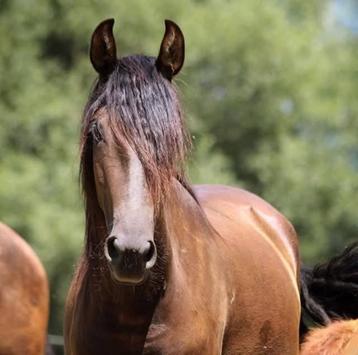 Super jument cherche DP. Mise au paire elevage  possible, Cheval de dressage, Débourré, Vermifugé, Jument