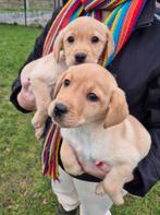 Blonde Labrador pups (ouders getest), België, Fokker | Hobbymatig, 8 tot 15 weken, Teef