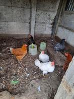 Kippen te koop, Dieren en Toebehoren, Vrouwelijk, Kip