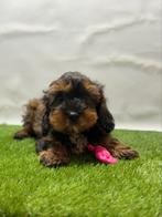 Cavapoo pups, 15 weken tot 1 jaar, Overige rassen, Buitenland, CDV (hondenziekte)