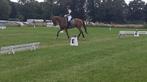 Otilazz - 6 jarige dressuurruin met potentieel, Dieren en Toebehoren, Paarden, Ruin, Dressuurpaard, 3 tot 6 jaar, L