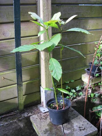 Jeune avocatier beschikbaar voor biedingen